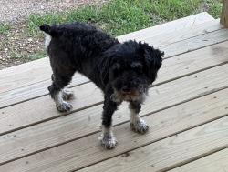 Lost Female Dog last seen FM 848, Whitehouse, TX 75791