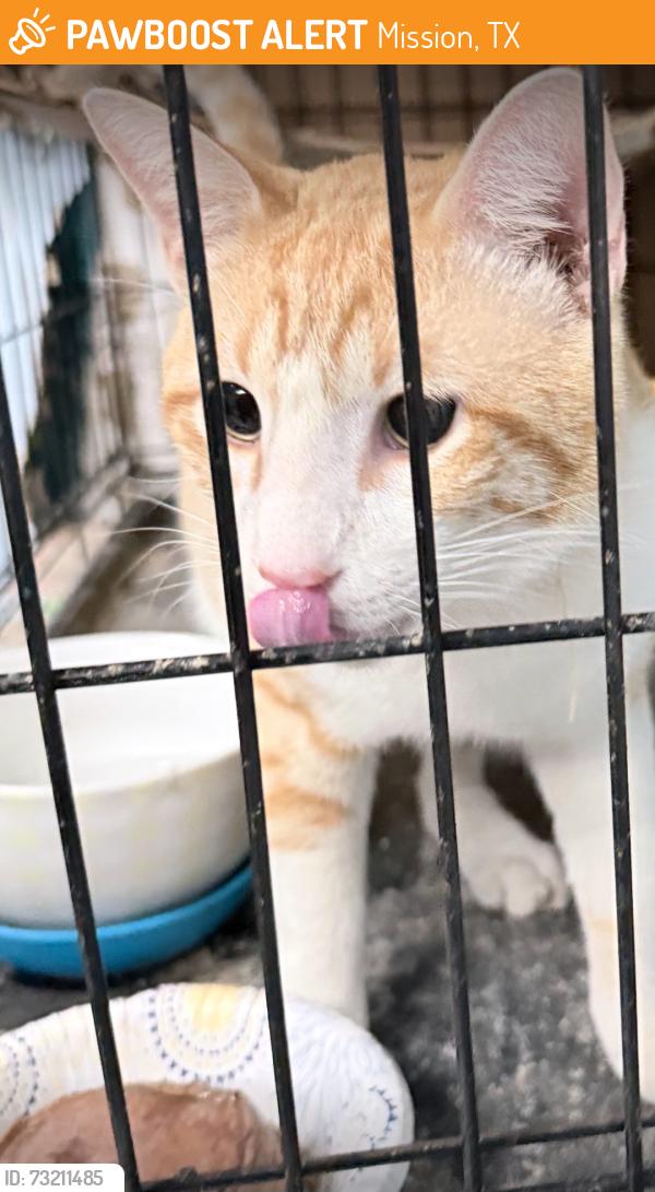 Found/Stray Male Cat last seen w griffin parkway, Mission, TX 78574