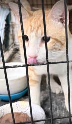 Found/Stray Male Cat last seen w griffin parkway, Mission, TX 78574