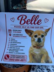 Lost Female Dog last seen La Cueva high school, Albuquerque, NM 87122