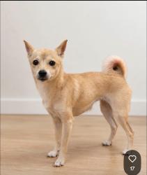 Lost Female Dog last seen Near Marilyn dr Corona, Corona, CA 92881