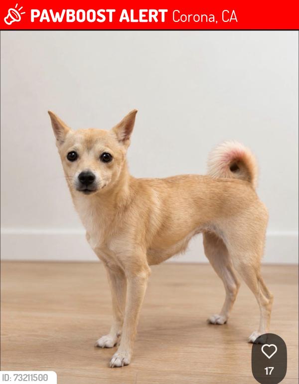 Lost Female Dog last seen Near Marilyn dr Corona, Corona, CA 92881