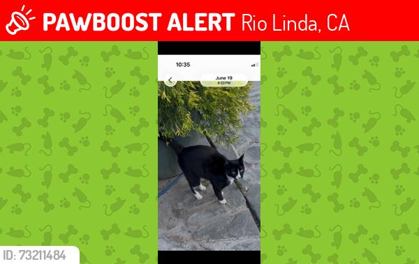 Lost Male Cat last seen Dry creek rd and O st. Rio Linda ca. 95673, Rio Linda, CA 95673
