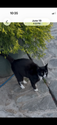 Lost Male Cat last seen Dry creek rd and O st. Rio Linda ca. 95673, Rio Linda, CA 95673