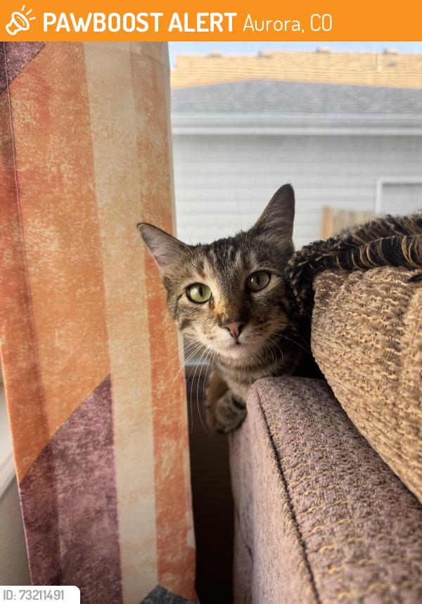 Found/Stray Unknown Cat last seen Tallgrass neighborhood along East Jefferson Ave, Aurora, CO 80013