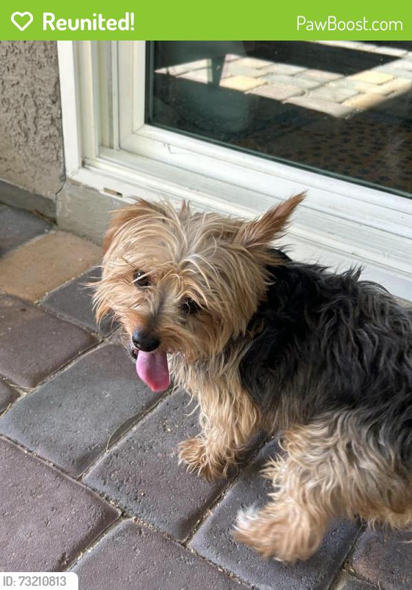 Reunited Male Dog last seen Buffalo and Russell Echo Trail Park, Las Vegas, NV 89113