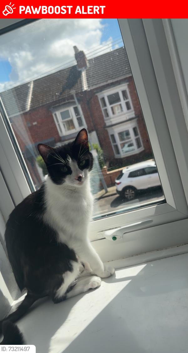 Lost Female Cat last seen Teeside University, Middlesbrough, England TS1 3PG