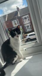 Lost Female Cat last seen Teeside University, Middlesbrough, England TS1 3PG