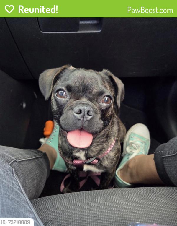Reunited Female Dog last seen National Ave, San Diego, CA, USA, San Diego, CA 92113