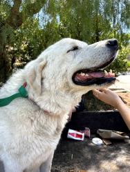 Found/Stray Male Dog last seen Vista Valley Dr., Vista, CA 92084