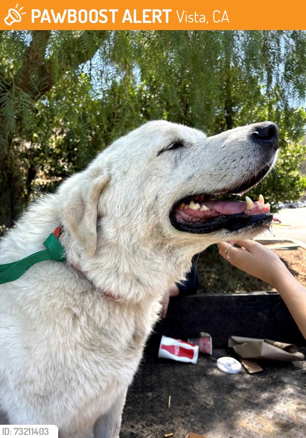 Found/Stray Male Dog last seen Vista Valley Dr., Vista, CA 92084
