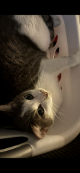 Lost Male Cat last seen School st, Venice, FL 34285
