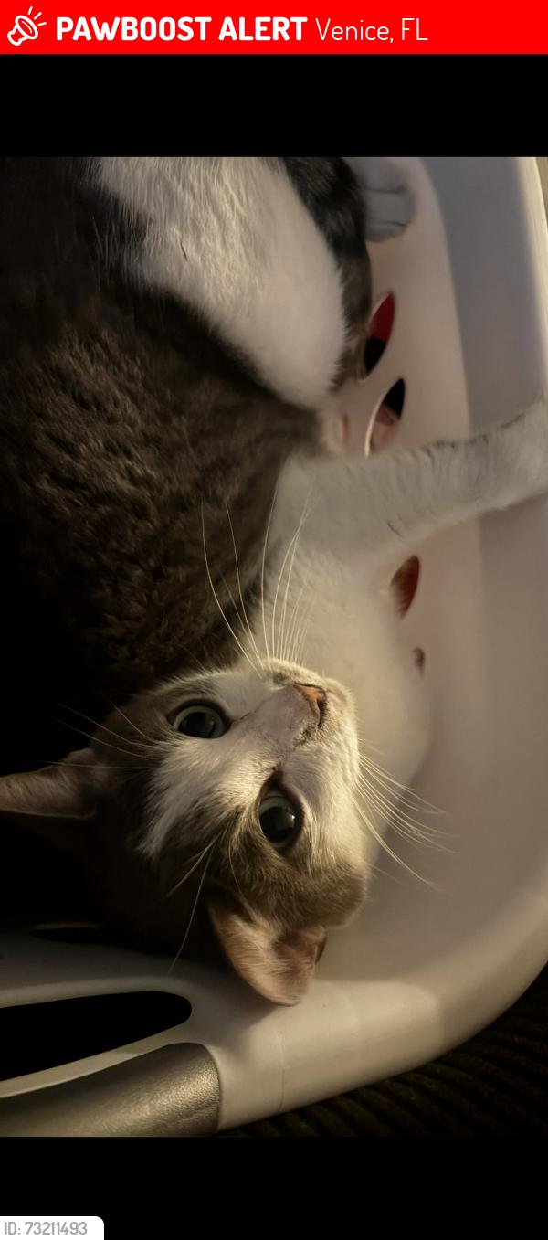 Lost Male Cat last seen School st, Venice, FL 34285
