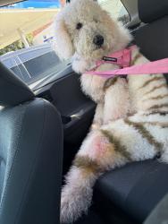 Reunited Female Dog last seen Near 5th Ave, Los Angeles, CA 90019, USA, Los Angeles, CA 90019