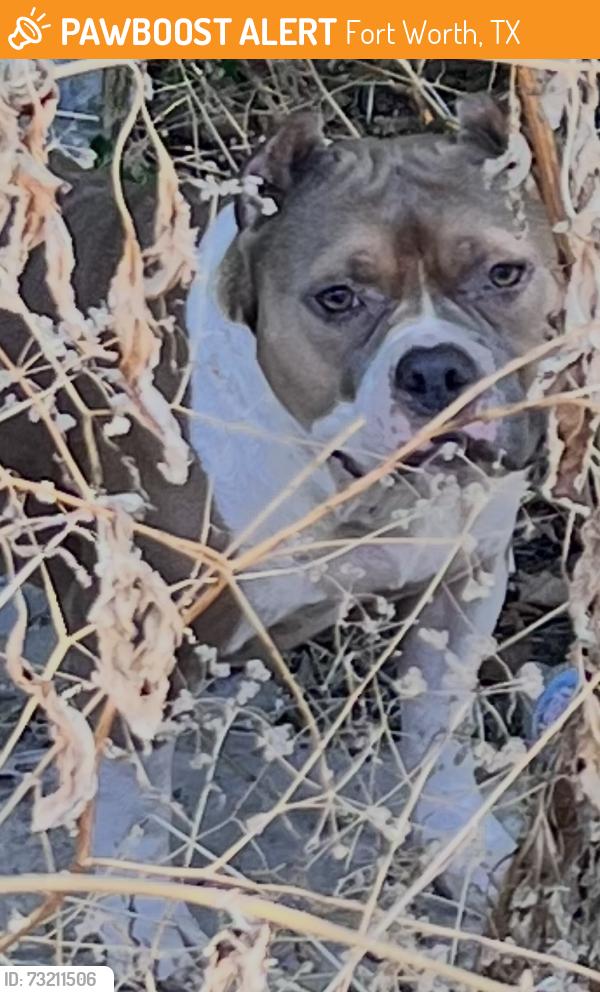 Found/Stray Female Dog last seen Madison ave, Fort Worth, TX 76134