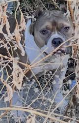 Found/Stray Female Dog last seen Madison ave, Fort Worth, TX 76134