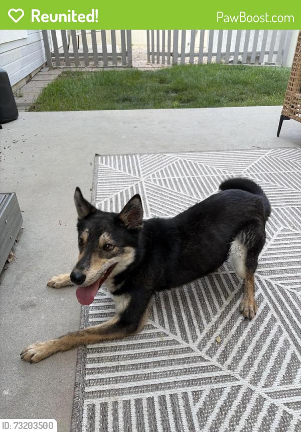 Reunited Female Dog last seen McMillan and Madison Park Development, Boise, ID 83713