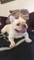 Reunited Male Dog last seen South and Citron, Anaheim, CA 92805