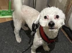 Found/Stray Male Dog last seen Near and Oliver, Wichita, KS 67210