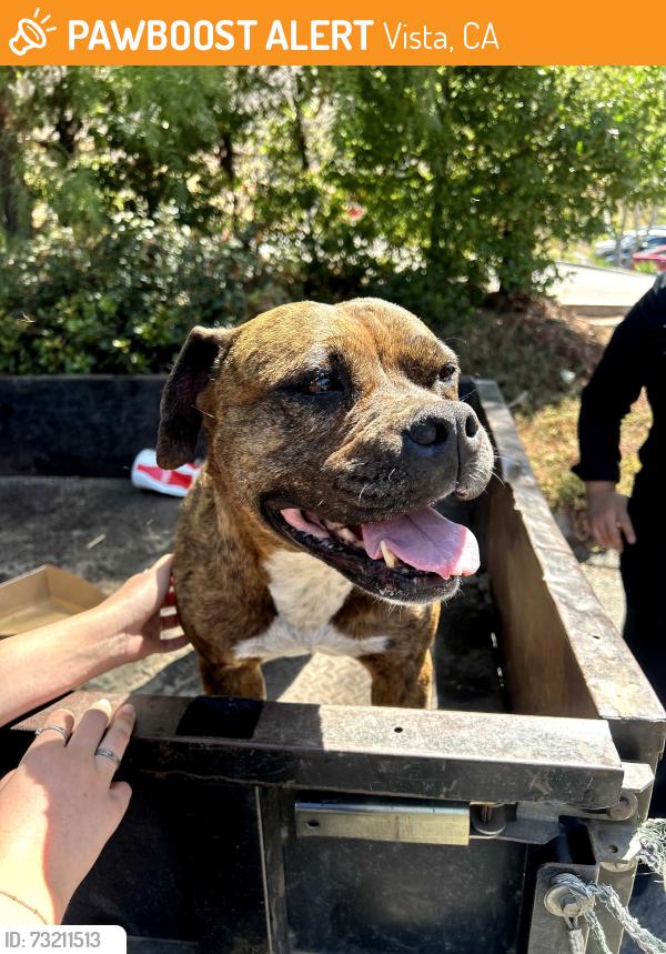 Found/Stray Female Dog last seen Vista Valley Dr., Vista, CA 92084