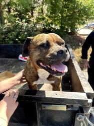 Found/Stray Female Dog last seen Vista Valley Dr., Vista, CA 92084