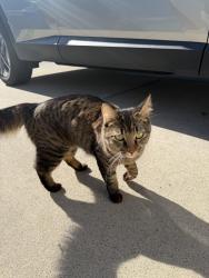 Reunited Unknown Cat last seen Pinto canyon way west roseville, Roseville, CA 95747