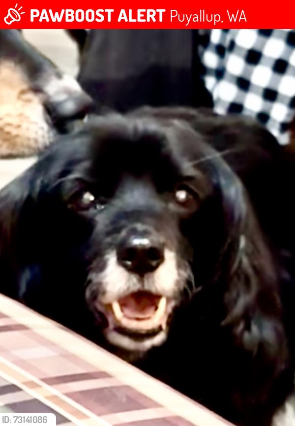 Lost Male Dog last seen 27th & 41st in Rodesco, Puyallup, WA 98374