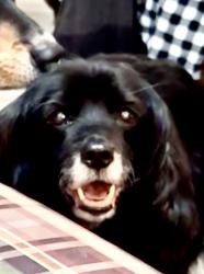 Lost Male Dog last seen 27th & 41st in Rodesco, Puyallup, WA 98374