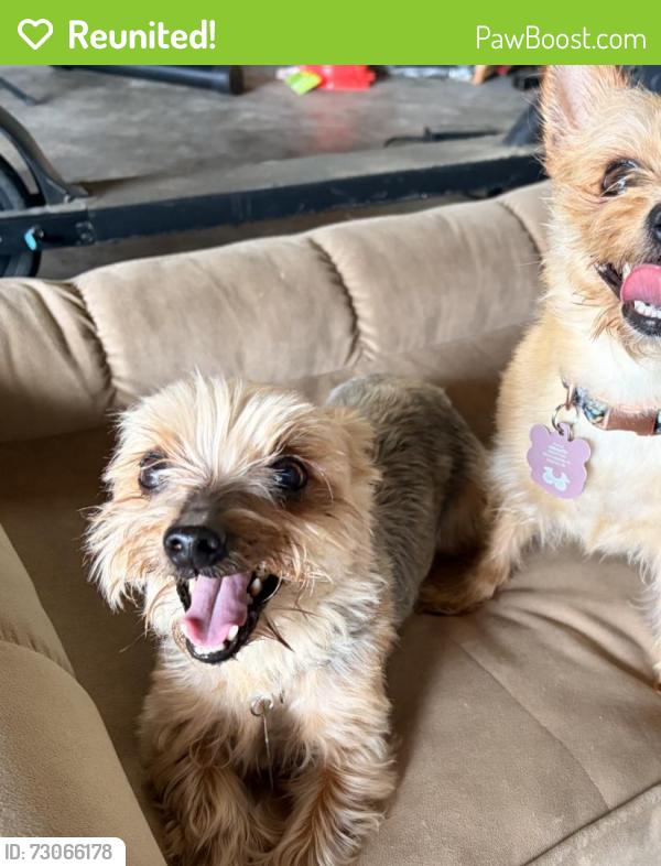 Reunited Male Dog last seen Michelle st and outer dr., Saginaw, MI 48607