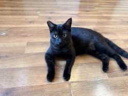 Reunited Female Cat last seen Phillips hse Museum, Arcata, CA 95521