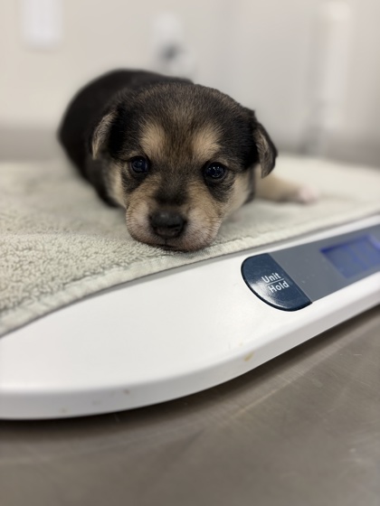 Shelter Stray Female Dog last seen E Gould Ave & S Calvin, Fresno/Malaga Zone Fresno CO 3 93725, CA, 1510 W Dan Ronquillo Dr, Fresno, CA 93706, USA