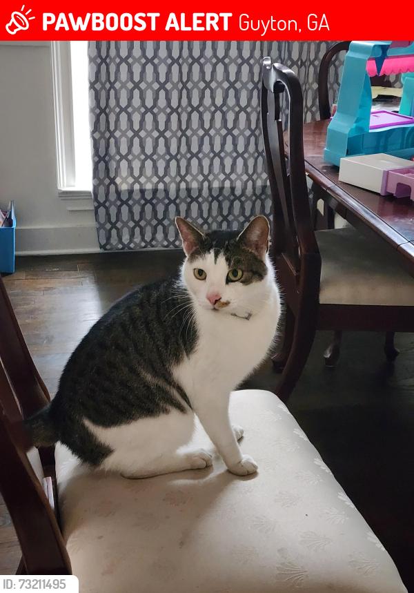 Lost Male Cat last seen Zipperer Road & Midland, Guyton, GA 31312
