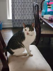 Lost Male Cat last seen Zipperer Road & Midland, Guyton, GA 31312