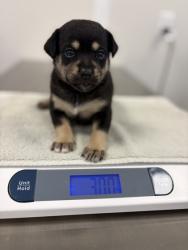 Shelter Stray Female Dog last seen E Gould Ave & S Calvin, Fresno/Malaga Zone Fresno CO 3 93725, CA, 1510 W Dan Ronquillo Dr, Fresno, CA 93706, USA