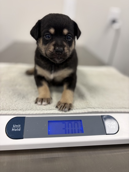 Shelter Stray Female Dog last seen E Gould Ave & S Calvin, Fresno/Malaga Zone Fresno CO 3 93725, CA, 1510 W Dan Ronquillo Dr, Fresno, CA 93706, USA