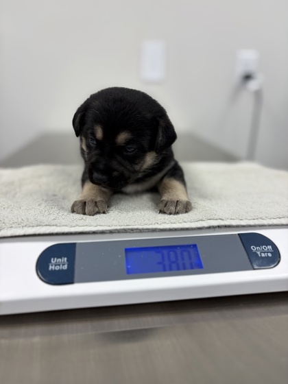 Shelter Stray Male Dog last seen E Gould Ave & S Calvin, Fresno/Malaga Zone Fresno CO 3 93725, CA, 1510 W Dan Ronquillo Dr, Fresno, CA 93706, USA