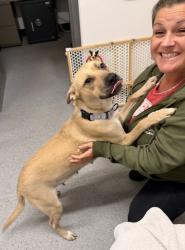 Shelter Stray Female Dog last seen , , OH, 9203 Detroit Ave, Cleveland, OH 44102, USA