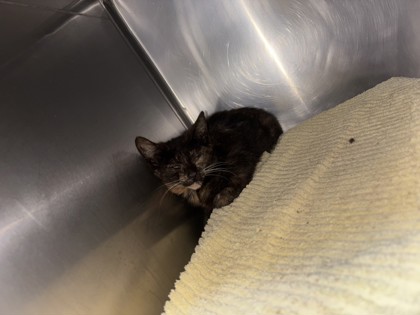 Shelter Stray Female Cat last seen Near Greenly Dr., Oakland, CA, 1101 29th Ave, Oakland, CA 94601, USA