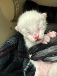 Shelter Stray Male Cat last seen Near Ridge Creek DR Clarkston, GA 30021, 30021, GA, 3280 Chamblee Dunwoody Rd, Chamblee, GA 30341, USA