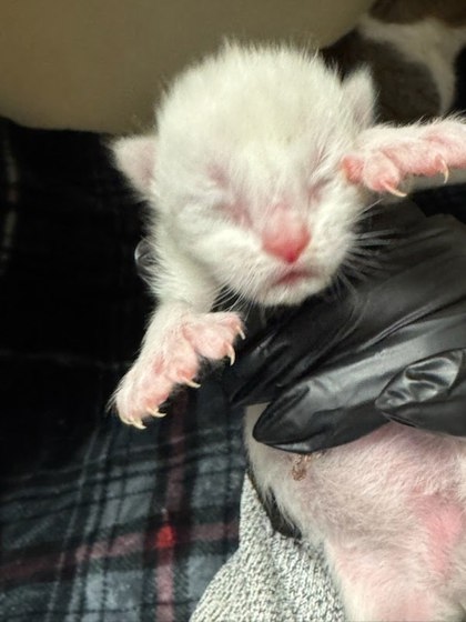 Shelter Stray Male Cat last seen Near Ridge Creek DR Clarkston, GA 30021, 30021, GA, 3280 Chamblee Dunwoody Rd, Chamblee, GA 30341, USA