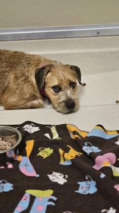 Shelter Stray Female Dog last seen 920's 8th ave, Middletown, OH, 1820 Princeton Rd, Hamilton, OH 45011, USA