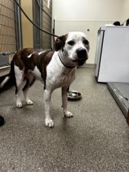 Shelter Stray Female Dog last seen Old Oxford rd in Hamilton oh, Hanover Twp, OH, 1820 Princeton Rd, Hamilton, OH 45011, USA