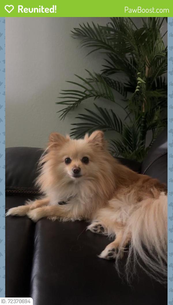 Reunited Male Dog last seen Kempwood dr and Blalock rd, Houston, TX 77080