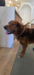 Found/Stray Female Dog last seen Filmore and Pratt, New Orleans, LA 70122