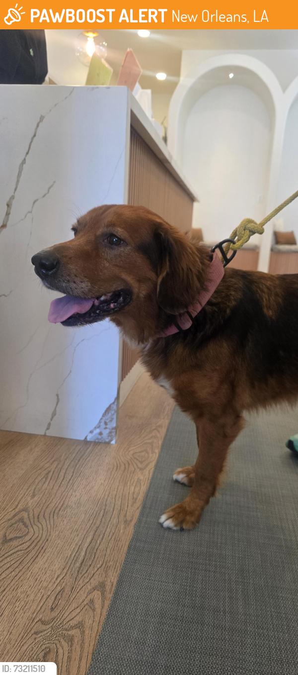 Found/Stray Female Dog last seen Filmore and Pratt, New Orleans, LA 70122