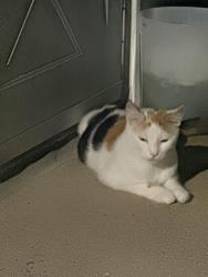 Lost Female Cat last seen 94th Street & 40th Drive, Queens, NY 11373