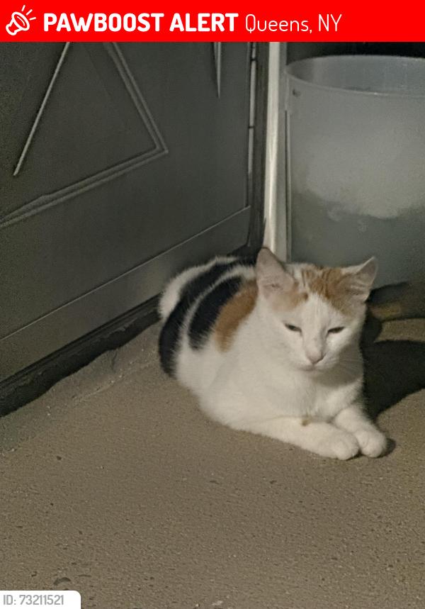 Lost Female Cat last seen 94th Street & 40th Drive, Queens, NY 11373