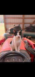 Lost Female Cat last seen Manse Jolly, Jolly Acres, Sherwood Forest, Chasewater, Anderson, SC 29621