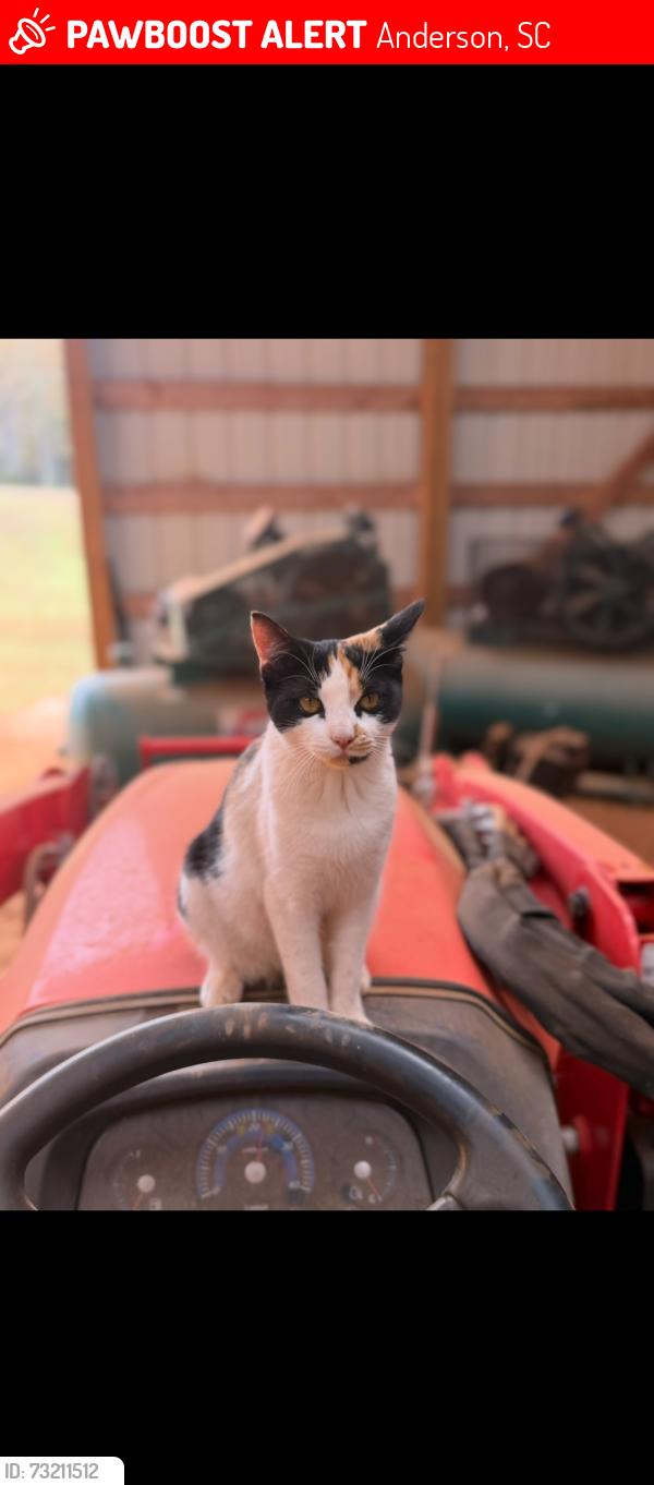 Lost Female Cat last seen Manse Jolly, Jolly Acres, Sherwood Forest, Chasewater, Anderson, SC 29621