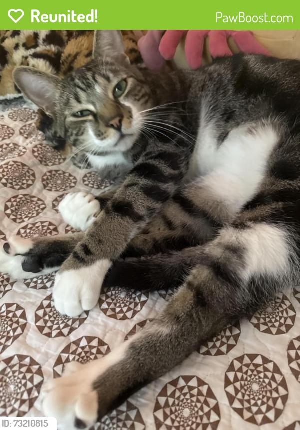 Reunited Male Cat last seen Near Arnold and 32nd (arnold heights ter), Portland, OR 97219